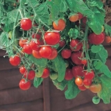 Uzgoj ampelnog paradajza na prozoru